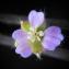  Dominique Remaud - Geranium pusillum L.