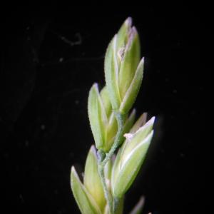 Photographie n°157486 du taxon Poa trivialis L.