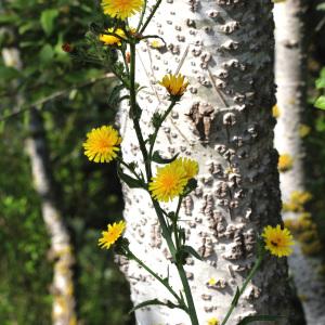 Photographie n°157503 du taxon Picris hieracioides L. [1753]