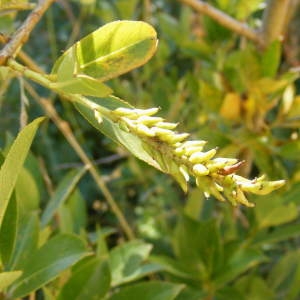 Photographie n°157506 du taxon Salix pentandra L. [1753]