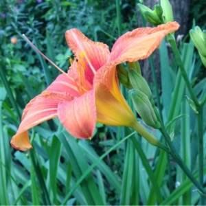 Photographie n°157519 du taxon Hemerocallis fulva (L.) L. [1762]