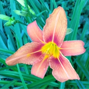 Photographie n°157520 du taxon Hemerocallis fulva (L.) L. [1762]