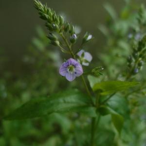 Photographie n°157524 du taxon Veronica anagallis-aquatica subsp. aquatica Nyman [1890]