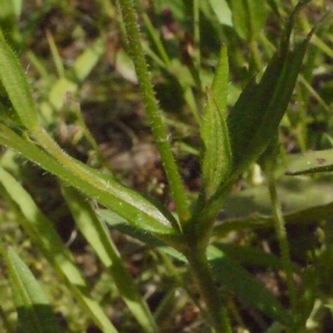Photographie n°157529 du taxon Silene gallica subsp. quinquevulnera (L.) Syme