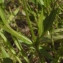  Liliane Roubaudi - Silene gallica subsp. quinquevulnera (L.) Syme