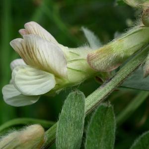 Vicia pannonica Crantz (Vesce de Hongrie)