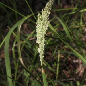 Photographie n°157549 du taxon Holcus lanatus L. [1753]