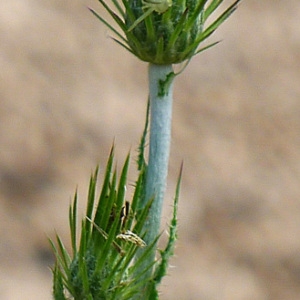 Photographie n°157560 du taxon Carduus acicularis Bertol. [1829]