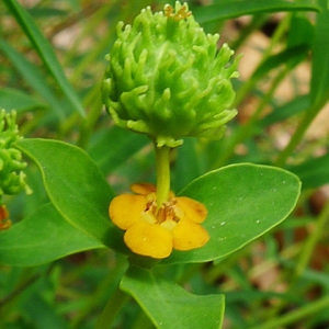 Photographie n°157564 du taxon Euphorbia spinosa L. [1753]