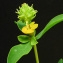  Bertrand BUI - Euphorbia spinosa L. [1753]