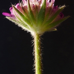 Knautia purpurea var. oligadena Szabó (Knautie des collines)