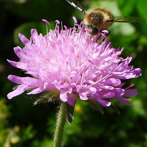 Photographie n°157567 du taxon Knautia timeroyii subsp. collina (Schübler & G.Martens) Breistr. [1940]