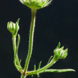 Photographie n°157568 du taxon Knautia timeroyii subsp. collina (Schübler & G.Martens) Breistr. [1940]