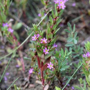 Photographie n°157590 du taxon Lythrum hyssopifolia L. [1753]