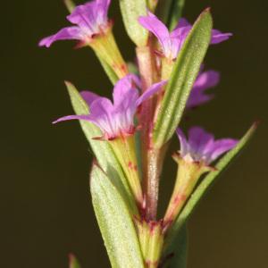 Photographie n°157591 du taxon Lythrum hyssopifolia L. [1753]