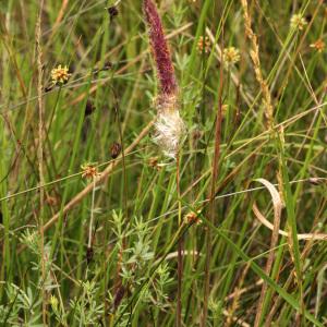 Photographie n°157595 du taxon Imperata cylindrica (L.) Räusch. [1797]