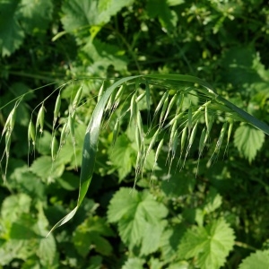 Photographie n°157598 du taxon Avena sativa var. fatua