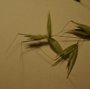 Michaël Martinez, le 16 juin 2013 (Saint-Symphorien-d'Ozon (colline du Chatenay))