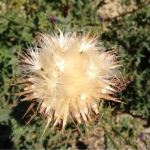 Photographie n°157612 du taxon Silybum marianum (L.) Gaertn. [1791]