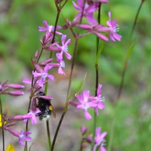 Photographie n°157615 du taxon Silene viscaria (L.) Borkh. [1793]