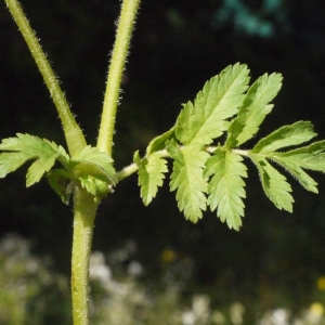 Photographie n°157624 du taxon Erodium moschatum (L.) L'Hér. [1789]