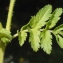  Liliane Roubaudi - Erodium moschatum (L.) L'Hér. [1789]