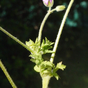 Photographie n°157626 du taxon Erodium moschatum (L.) L'Hér. [1789]