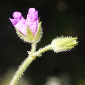 Photographie n°157628 du taxon Erodium moschatum (L.) L'Hér. [1789]