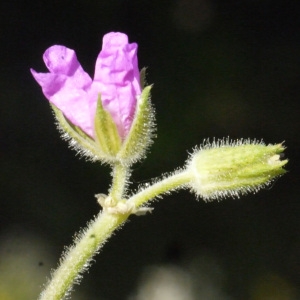 Photographie n°157629 du taxon Erodium moschatum (L.) L'Hér. [1789]