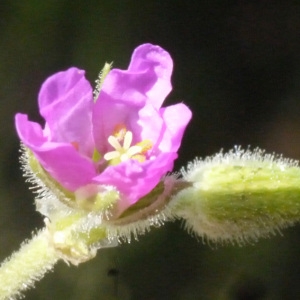 Geranium cicutarium var. moschatum L. (Bec-de-grue musqué)