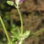  Liliane Roubaudi - Erodium moschatum (L.) L'Hér. [1789]