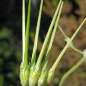 Photographie n°157633 du taxon Erodium moschatum (L.) L'Hér. [1789]