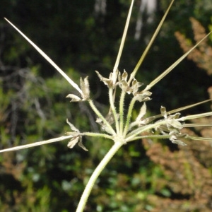 Photographie n°157635 du taxon Erodium moschatum (L.) L'Hér. [1789]