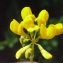  Liliane Roubaudi - Coronilla juncea L. [1753]