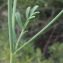  Liliane Roubaudi - Coronilla juncea L. [1753]