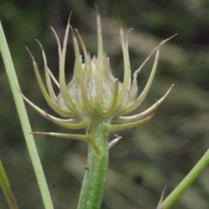 Photographie n°157655 du taxon Tolpis barbata (L.) Gaertn. [1791]