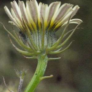 Photographie n°157659 du taxon Tolpis barbata (L.) Gaertn. [1791]