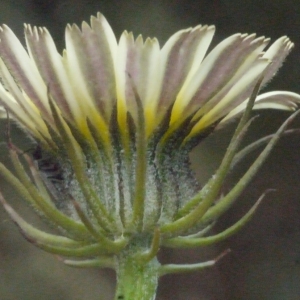 Photographie n°157660 du taxon Tolpis barbata (L.) Gaertn. [1791]