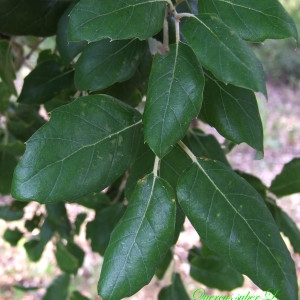 Photographie n°157666 du taxon Quercus suber L. [1753]