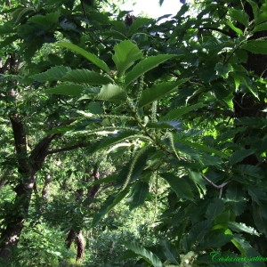 Photographie n°157675 du taxon Castanea sativa Mill. [1768]