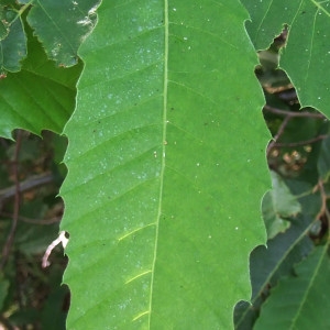 Photographie n°157676 du taxon Castanea sativa Mill. [1768]