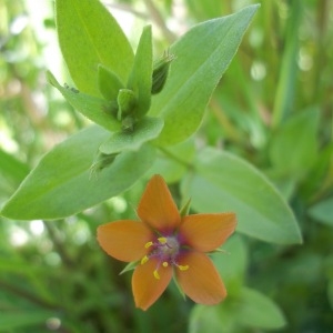 Photographie n°157679 du taxon Anagallis arvensis L. [1753]