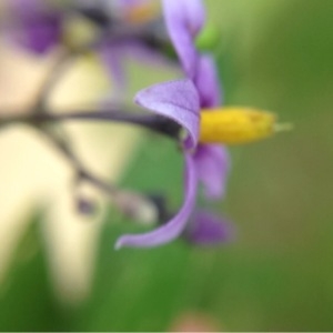 Photographie n°157690 du taxon Solanum dulcamara L. [1753]