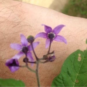 Photographie n°157691 du taxon Solanum dulcamara L. [1753]