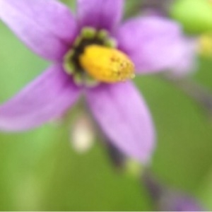 Photographie n°157692 du taxon Solanum dulcamara L. [1753]