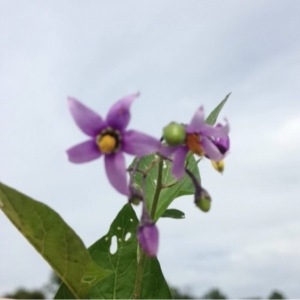 Photographie n°157693 du taxon Solanum dulcamara L. [1753]