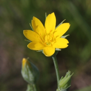 Chlora imperfoliata L.f. (Chlore non perfoliée)