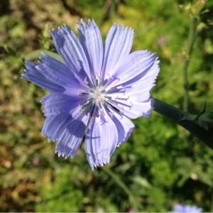 Photographie n°157698 du taxon Cichorium intybus L. [1753]