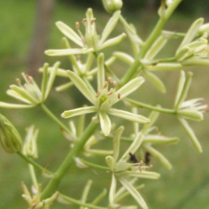 Loncomelos pyrenaicus (L.) Hrouda subsp. pyrenaicus