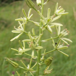  - Loncomelos pyrenaicus subsp. pyrenaicus